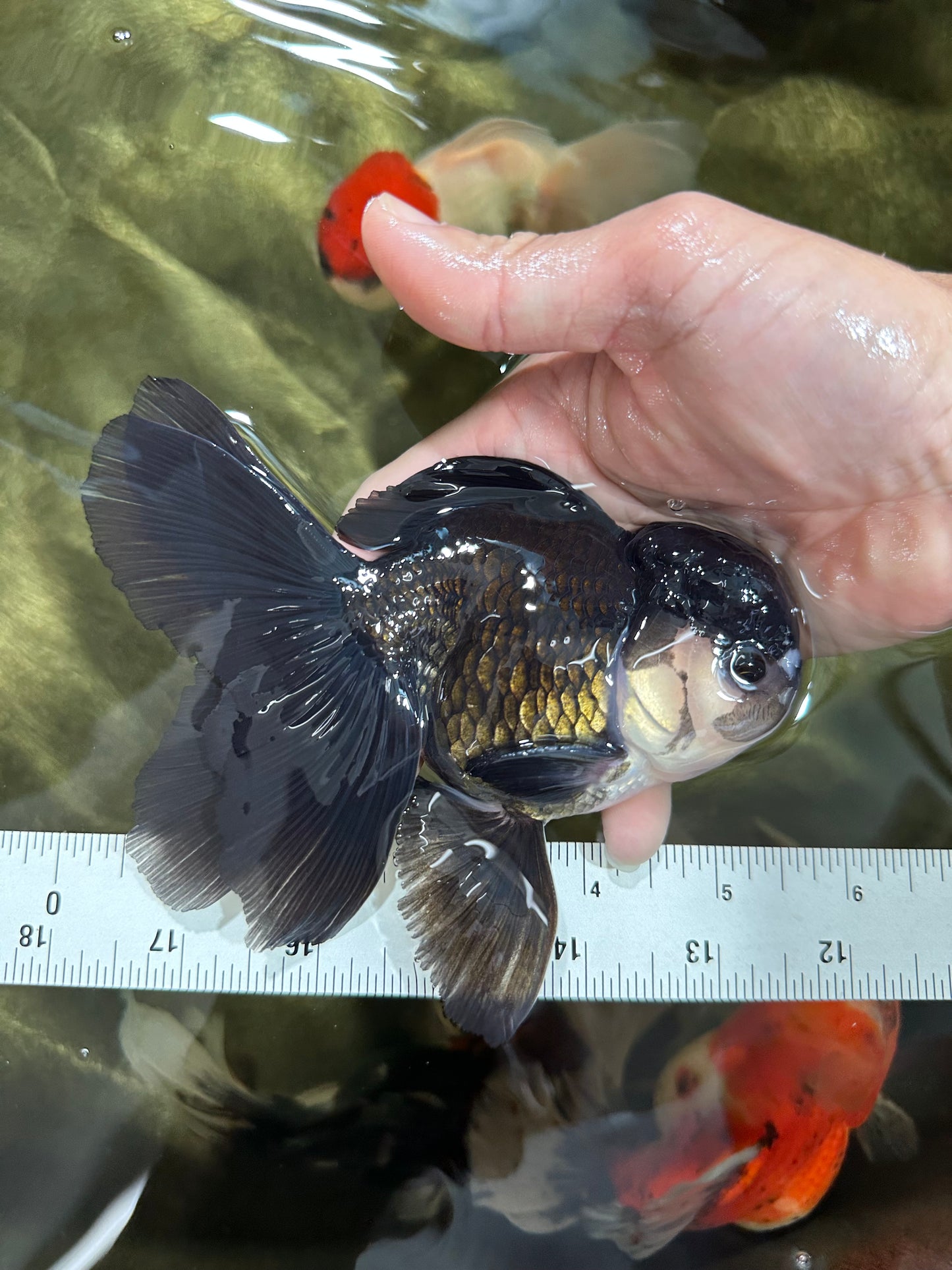 A Grade Panda Oranda Male 5.5 inches #060625OR_15