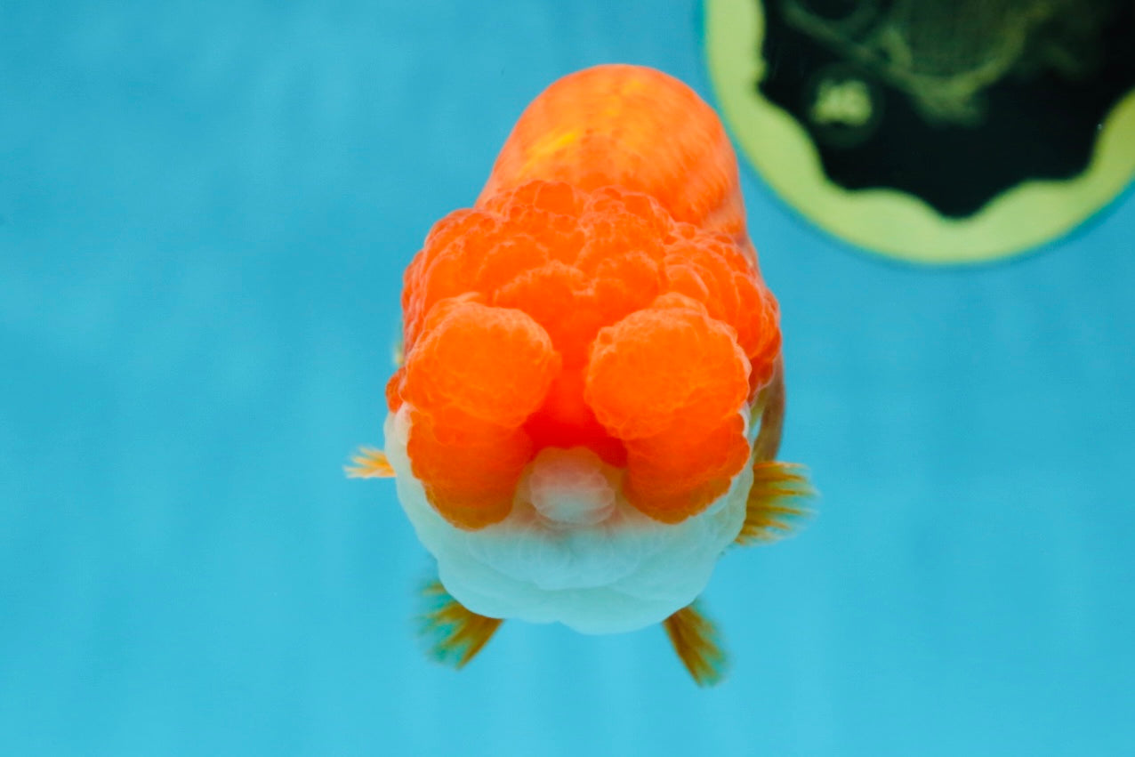 TOP WEN AAA Grade SUPER WEN Red White LionQueen 4.5 inches #050225LC_17