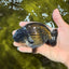 SPECIAL AAA Grade Strong Body Structure Black Cooper Ranchu Male 4.5 inches #061926RC_08