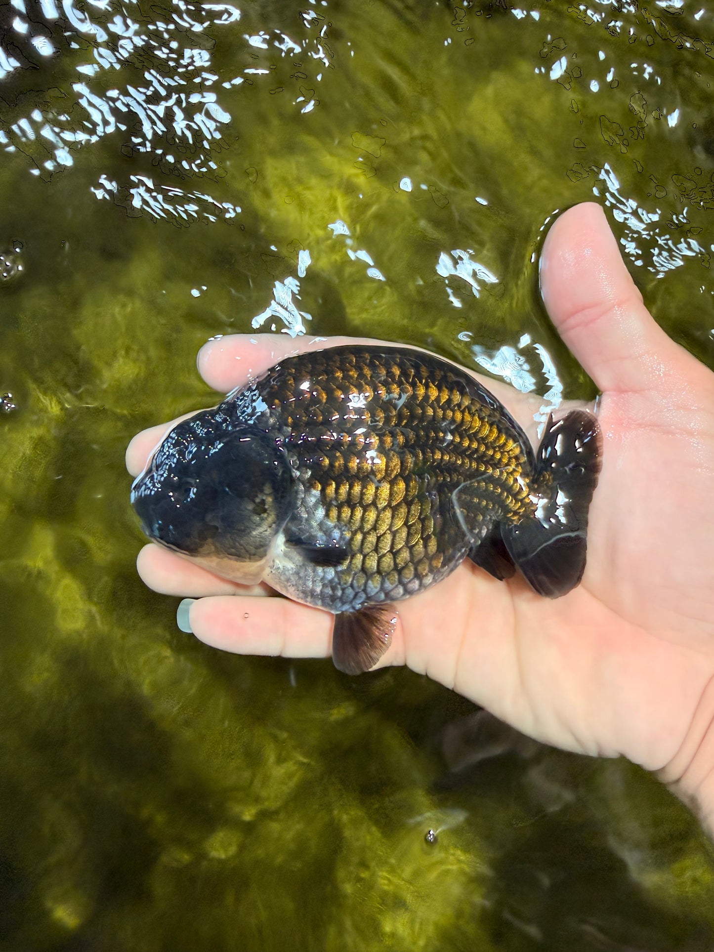 SPECIAL AAA Grade Strong Body Structure Black Cooper Ranchu Male 4.5 inches #061926RC_08