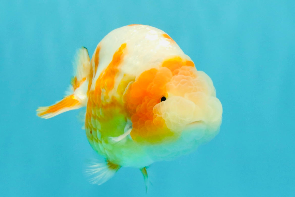 BEAUTY Sakura Chinese Ranchu Male 5-5.5 inches #032026RC_31