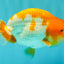 A Grade Red White LionKing 4.5 inches #081426LC_20