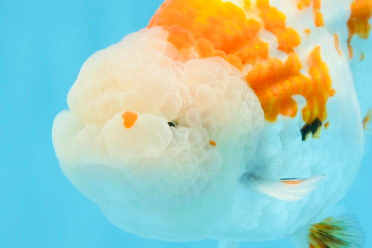 AAA Grade FANCY Kohaku Sakura LionKing 5.5 inches #100325LC_08