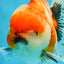 A Grade Flowy Sakura Oranda Female 6 inches #062025OR_22
