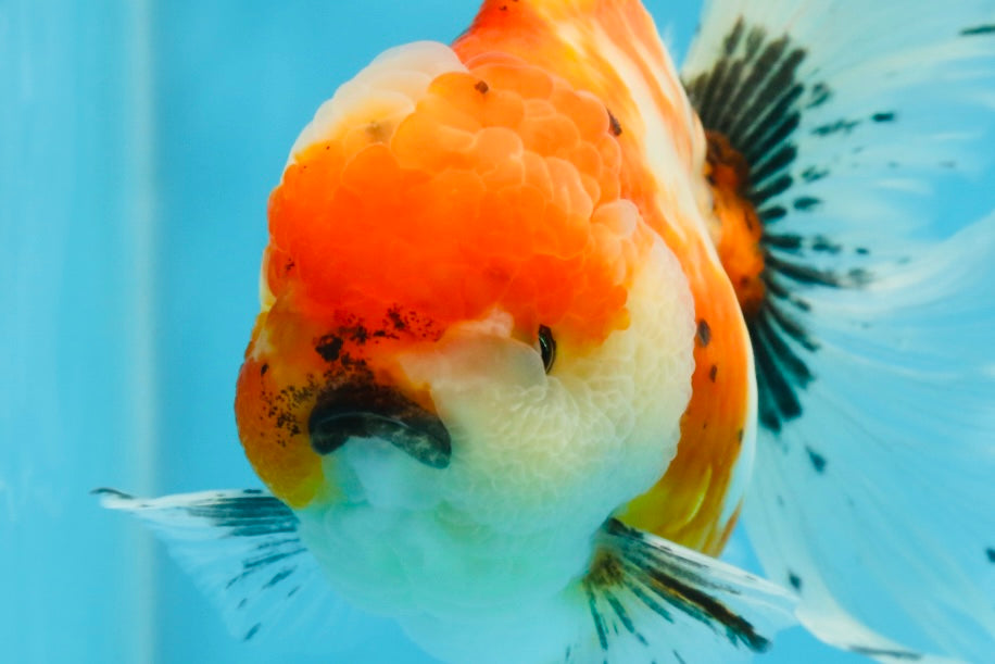 A Grade Flowy Sakura Oranda Female 6 inches #062025OR_22