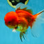 A Grade Gentle Giant Sakura Oranda Male 5.5-6 inches #062025OR_21