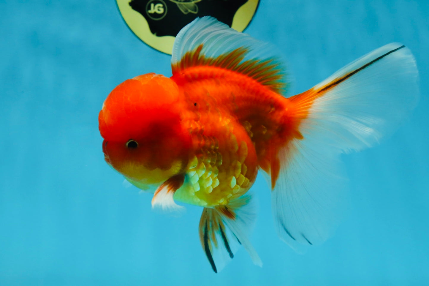 A Grade Gentle Giant Sakura Oranda Male 5.5-6 inches #062025OR_21