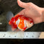 AAA Grade Red White Oranda Male 5 inches #061926OR_23