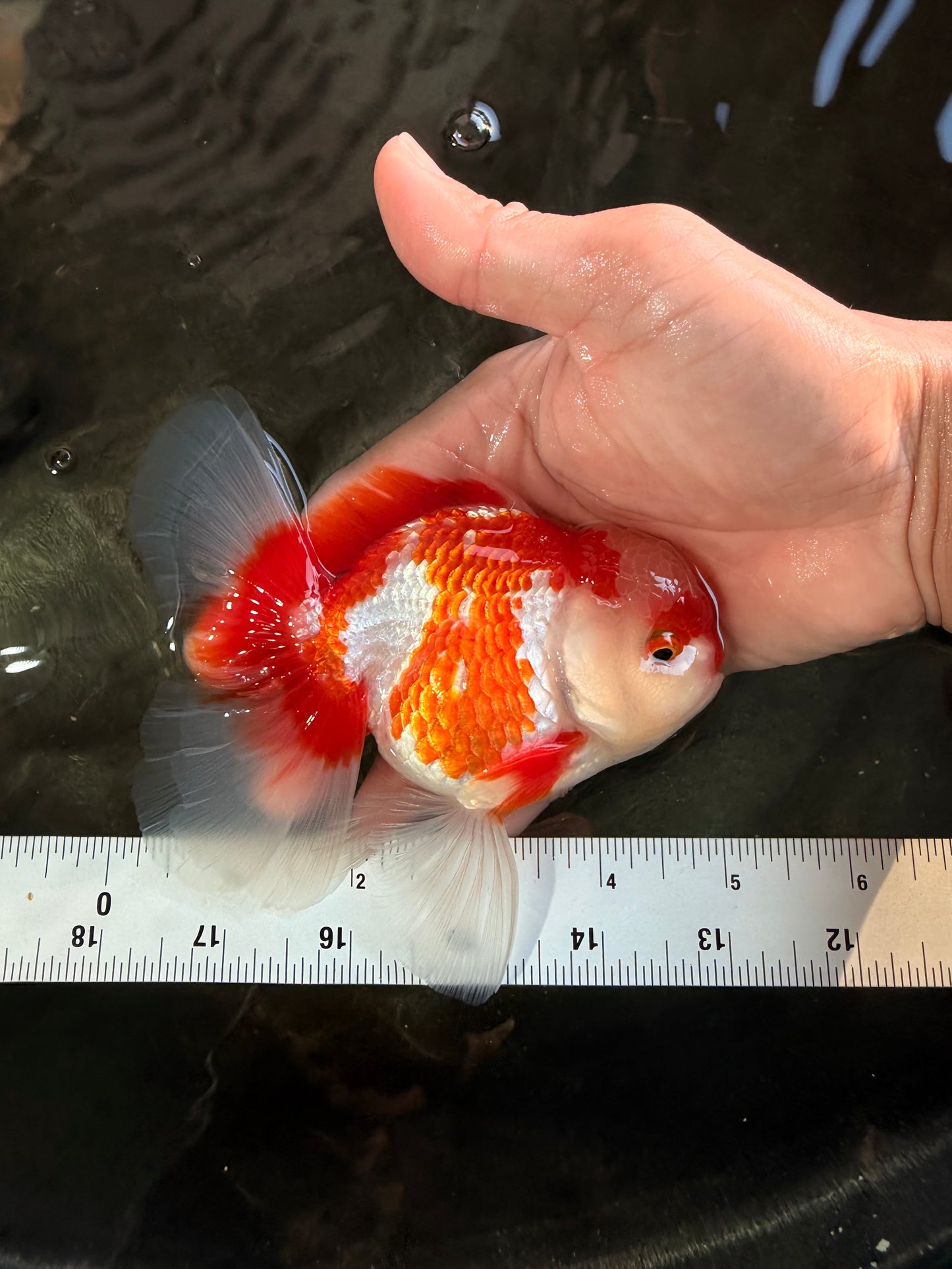 AAA Grade Red White Oranda Male 5 inches #061926OR_23
