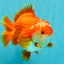 CHUBBY AAA Grade Red White Yuanbao Male 5-5.5 inches #051526YB_12