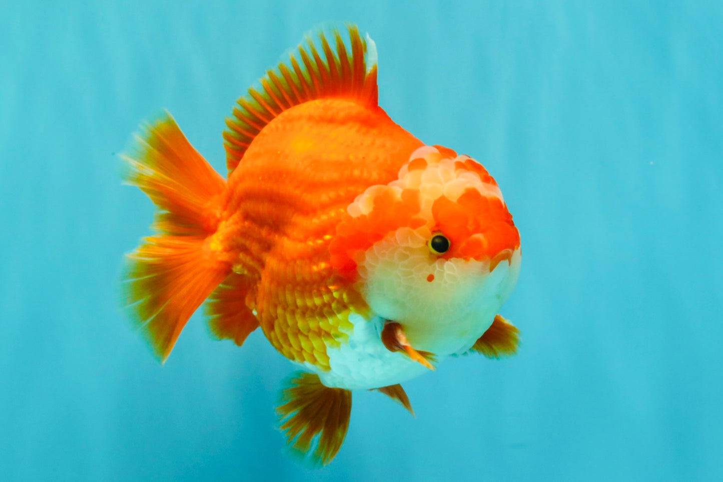 CHUBBY AAA Grade Red White Yuanbao Male 5-5.5 inches #051526YB_12