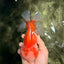 A Grade Red White Oranda Male 6 inches #081426OR_10