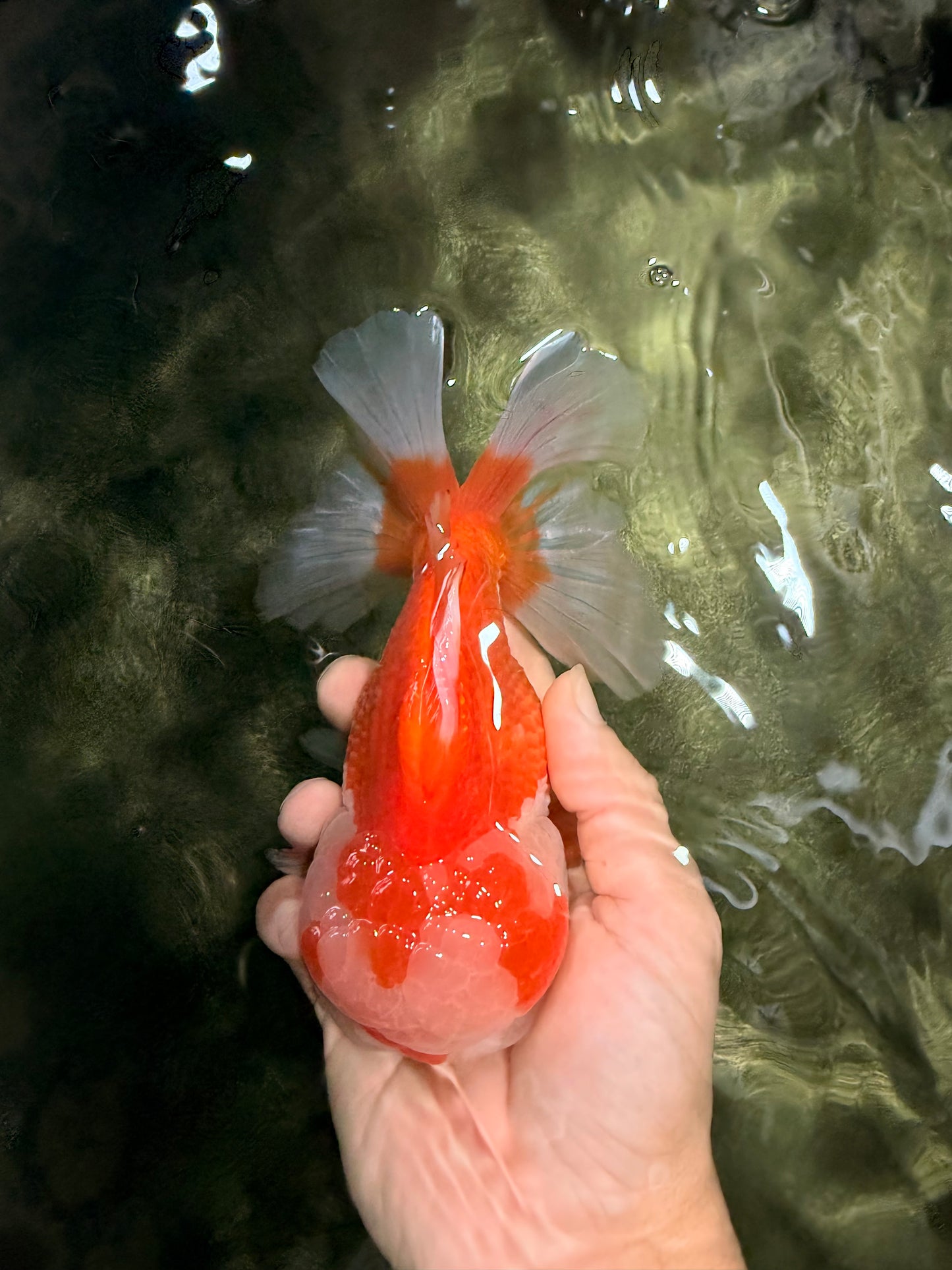 A Grade Red White Oranda Male 6 inches #081426OR_10