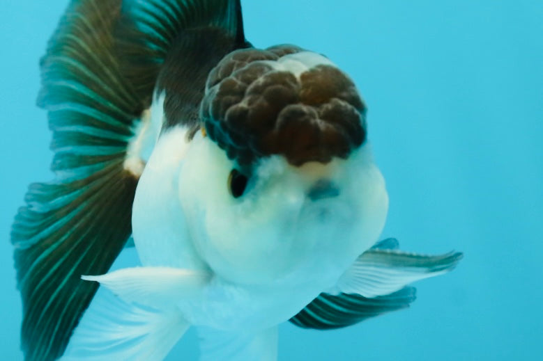 Panda Oranda Male 3.5 inches #1004OR_31