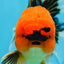 A Grade Super Mario Apache Oranda Male 5-5.5 inches #081525OR_23