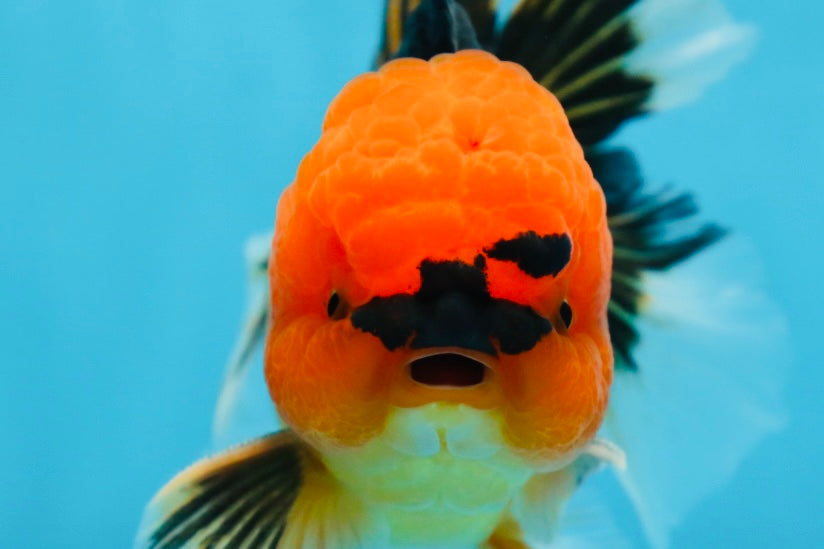 A Grade Super Mario Apache Oranda Male 5-5.5 inches #081525OR_23