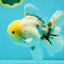 A Grade Marble Oranda Male 6-6.5 inches #042426OR_11