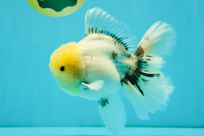 A Grade Marble Oranda Male 6-6.5 inches #042426OR_11