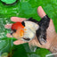 Bigote de grado AAA SUPER MARIO Oranda hembra de 5 pulgadas n.° 0531OR_15