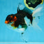 Angry Bird Tricolor Oranda Male 5.5 inches #081525OR_30