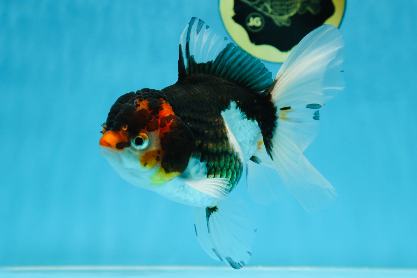 Angry Bird Tricolor Oranda Male 5.5 inches #081525OR_30