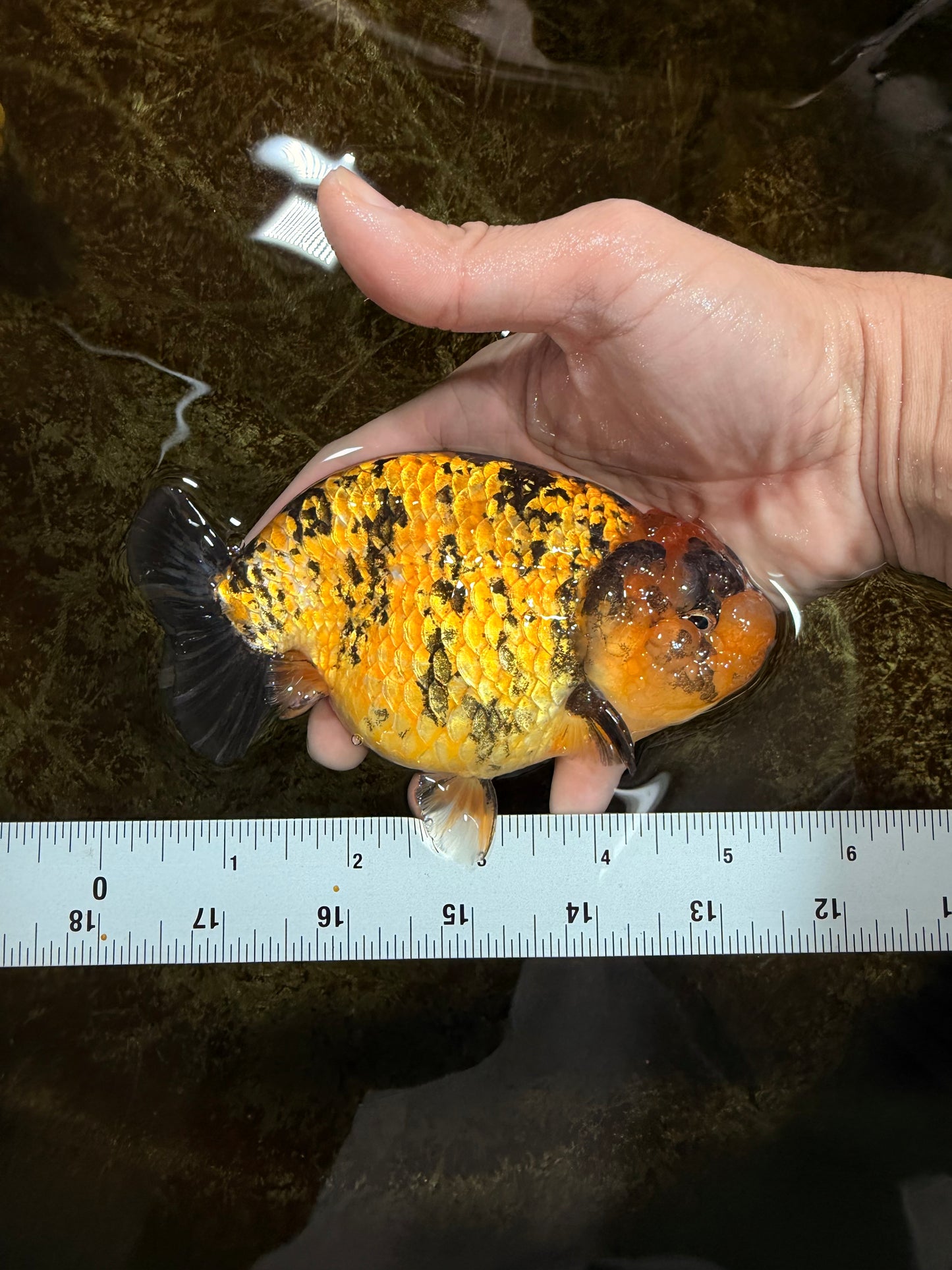 A Grade Tiger LionQueen 5.5 inches #112125LC_05