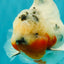 A Grade Sakura Oranda Male 6.5 inches #071726OR_32