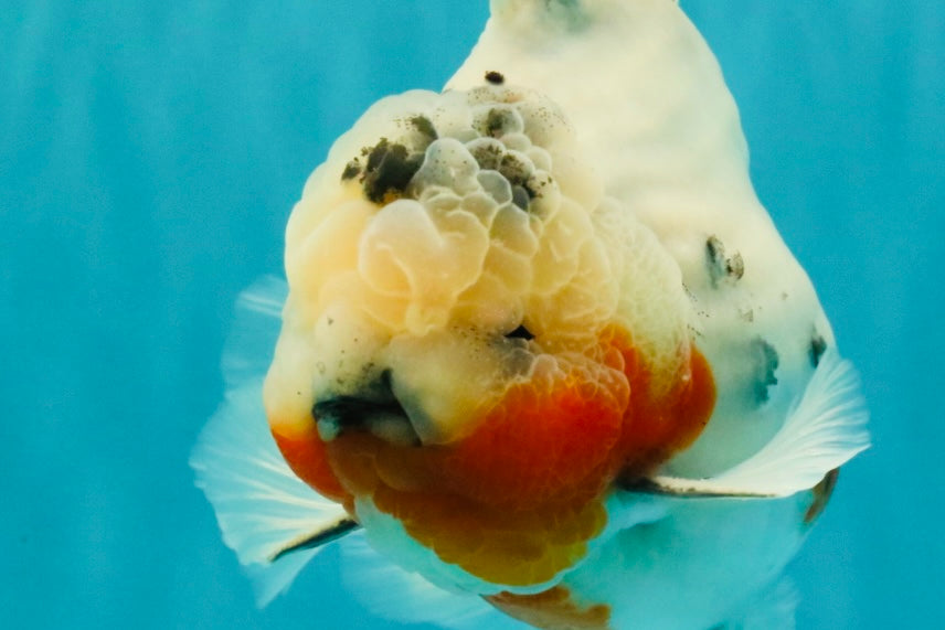 A Grade Sakura Oranda Male 6.5 inches #071726OR_32