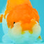 Red White LionChu Female 4.5 inches #070326LC_35