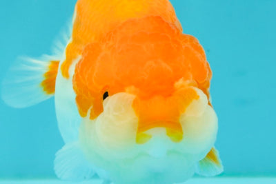 Red White LionChu Female 4.5 inches #070326LC_35