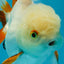 A Grade Orange White Oranda Male 5 inches #060625OR_16