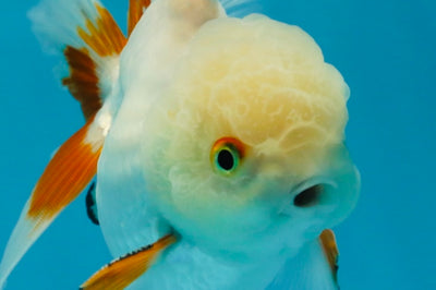 A Grade Orange White Oranda Male 5 inches #060625OR_16