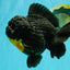 THE THING AAA Grade Apache Yuanbao Female 7 inches #072426YB_05