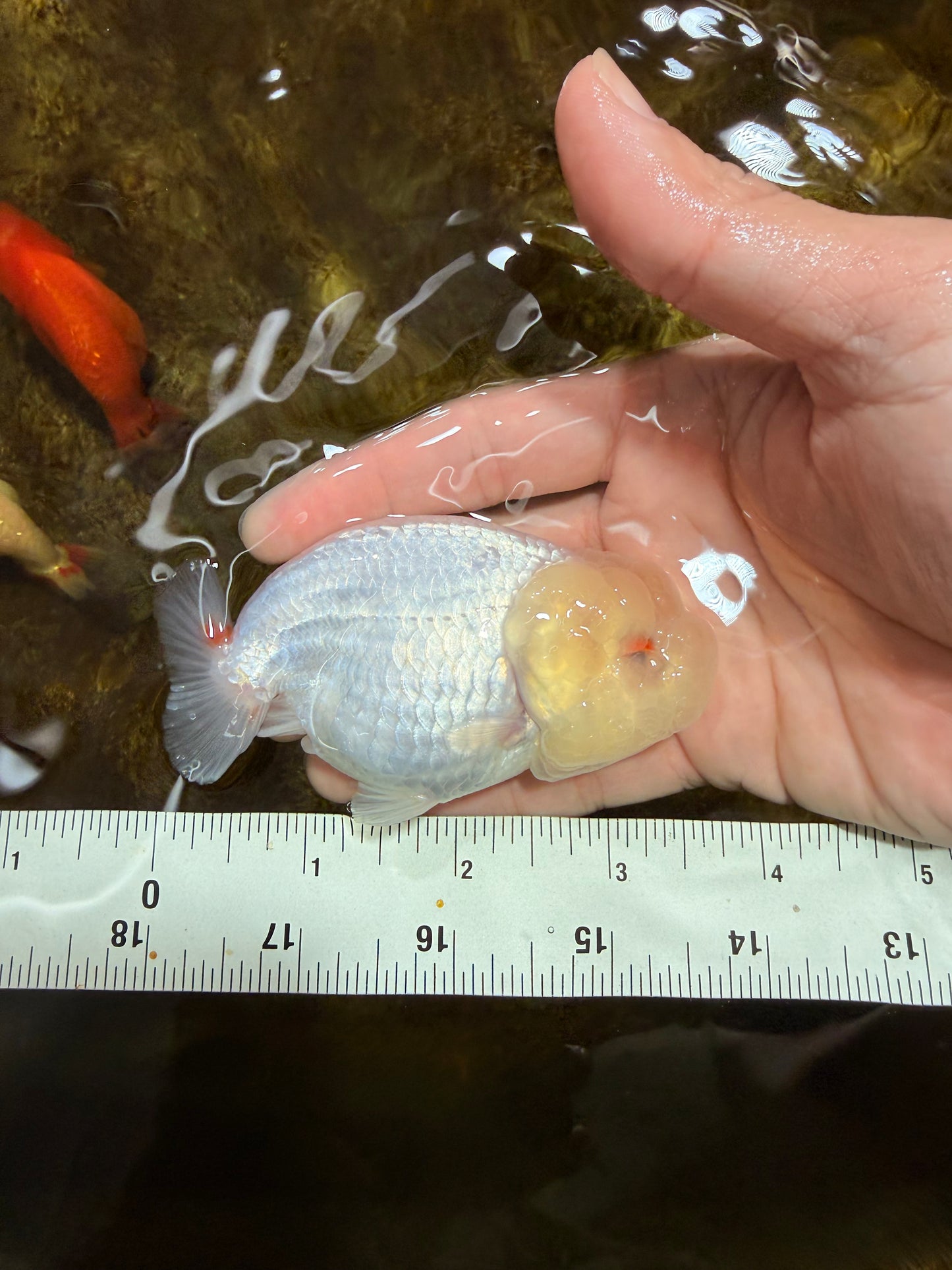 White Lionchu Female 3.5 inches #103125LC_23