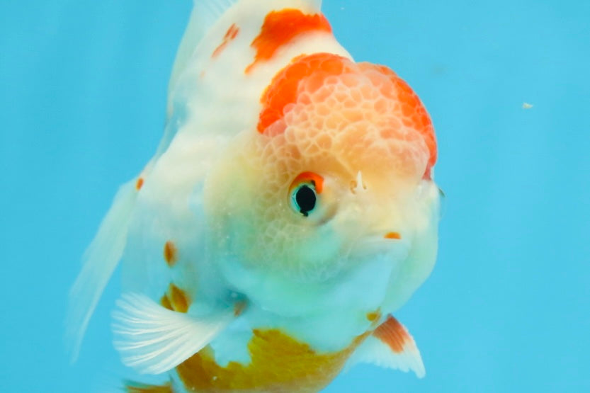 AAA Grade Sakura Kohaku Yuanbao Male 4.5 inches #101025YB_30