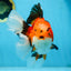 AAA Grade THICK BODY Godzilla Apache Oranda Male 6.5 inches #090525OR_07