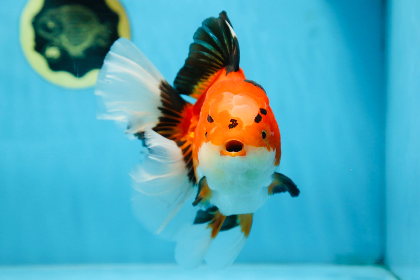 AAA Grade THICK BODY Godzilla Apache Oranda Male 6.5 inches #090525OR_07