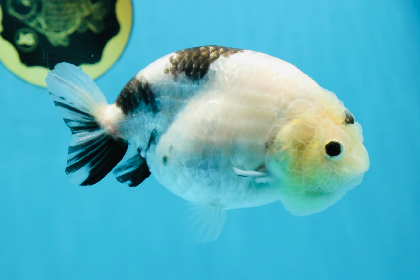 A Grade Chinese Cow Ranchu Female 4.5-5 inches #101725RC_18