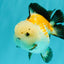 A Grade Tricolor Yuanbao Male 4.5-5 inches #082126YB_24