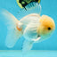 AAA Grade White Oranda Male 5.5 inches #050925OR_45