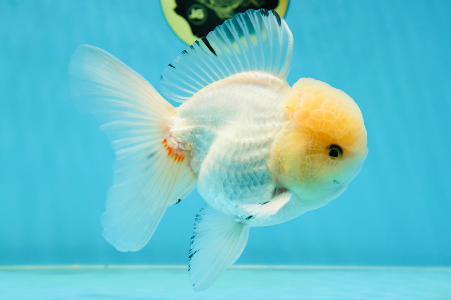 AAA Grade White Oranda Male 5.5 inches #050925OR_45