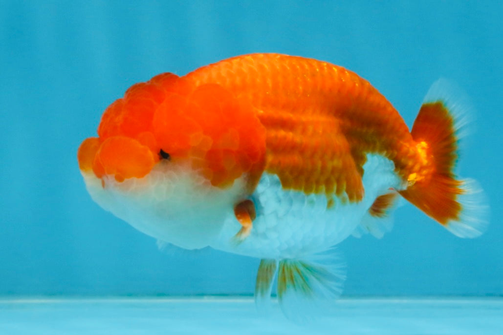 AAA Grade Red White LionQueen 4 inches #112825LC_02