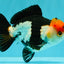 SUPER CUTE Tricolor Yuanbao Male 5-5.5 inches #051526YB_07