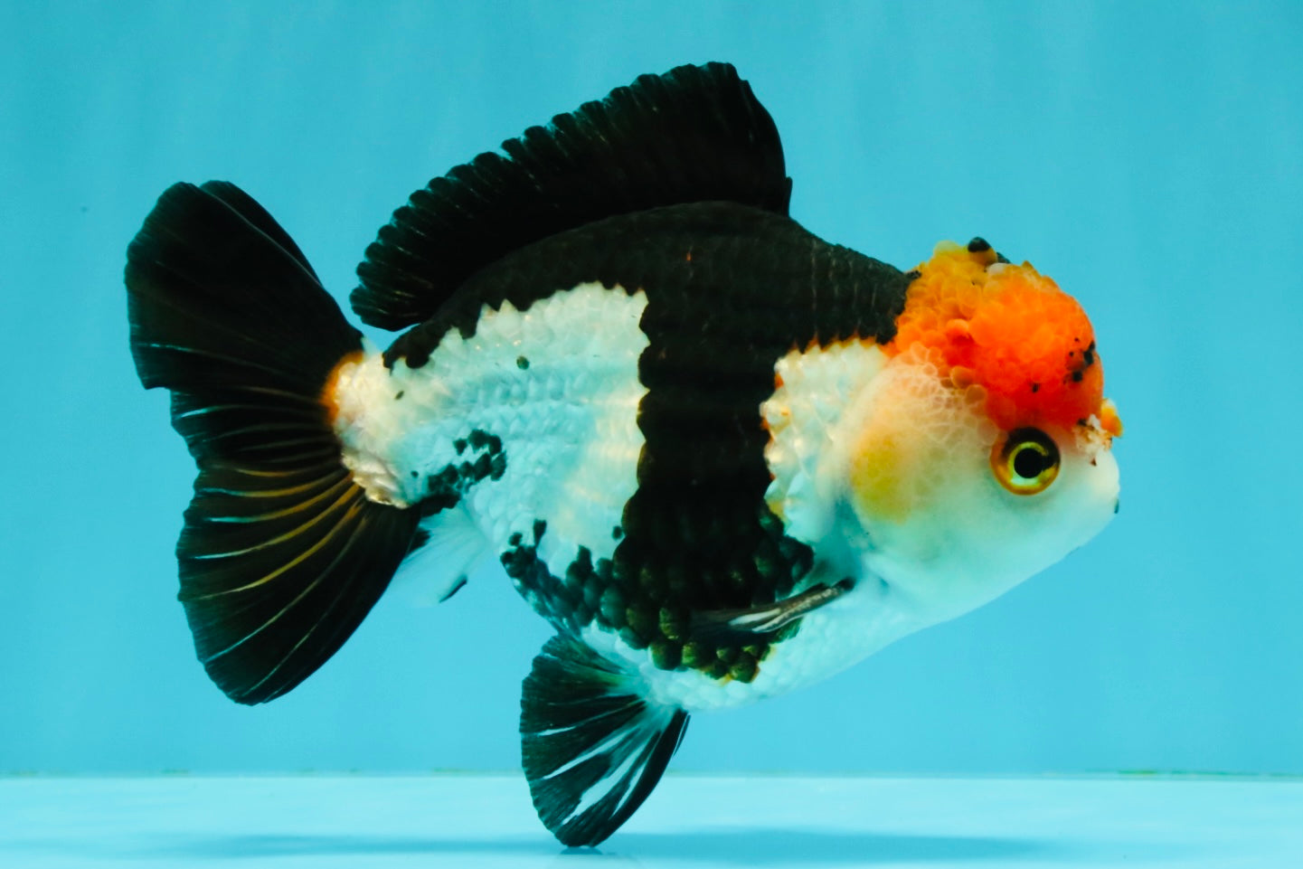SUPER CUTE Tricolor Yuanbao Male 5-5.5 inches #051526YB_07