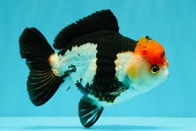 SUPER CUTE Tricolor Yuanbao Male 5-5.5 inches #051526YB_07