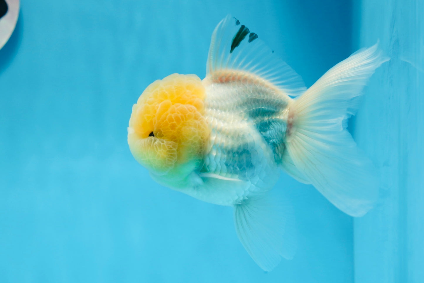 Oranda macho de cabeza de limón de grado AAA de 4,5 a 5 pulgadas n.º 0830OR_12