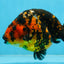 SPECIAL A Grade Chinese Tiger Ranchu Male 5 inches #102425RC_01