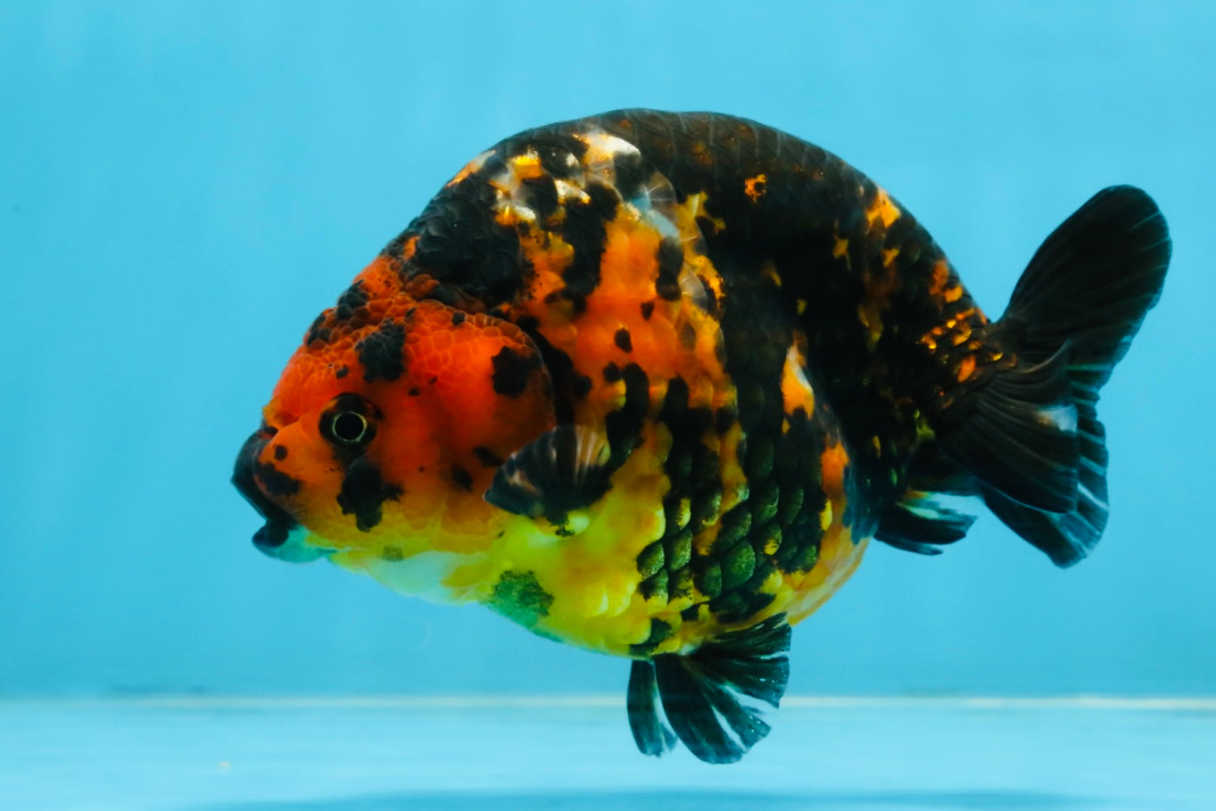 SPECIAL A Grade Chinese Tiger Ranchu Male 5 inches #102425RC_01