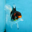 Angry Bird Tricolor Oranda Male 5.5 inches #081525OR_30