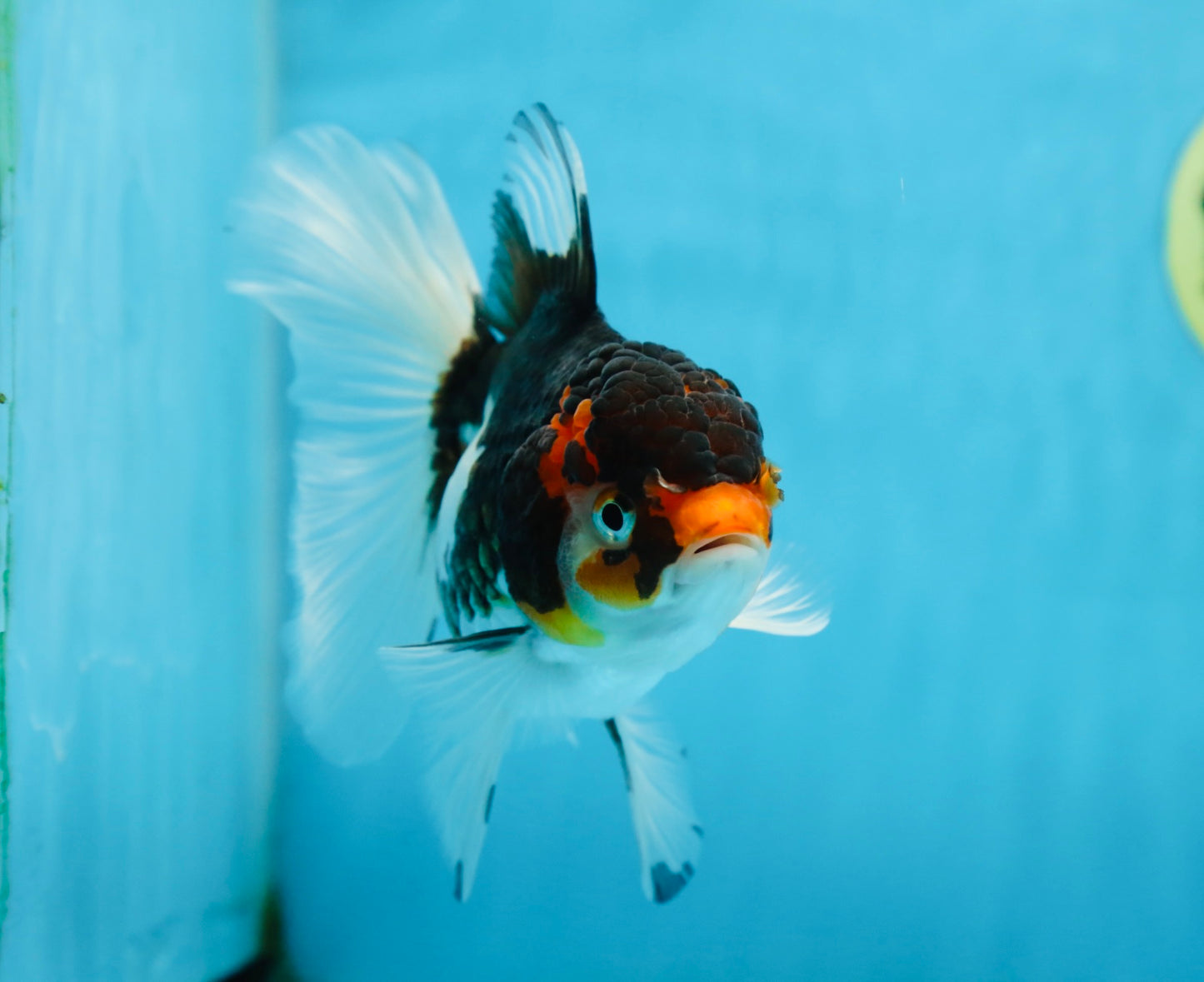Angry Bird Tricolor Oranda Male 5.5 inches #081525OR_30